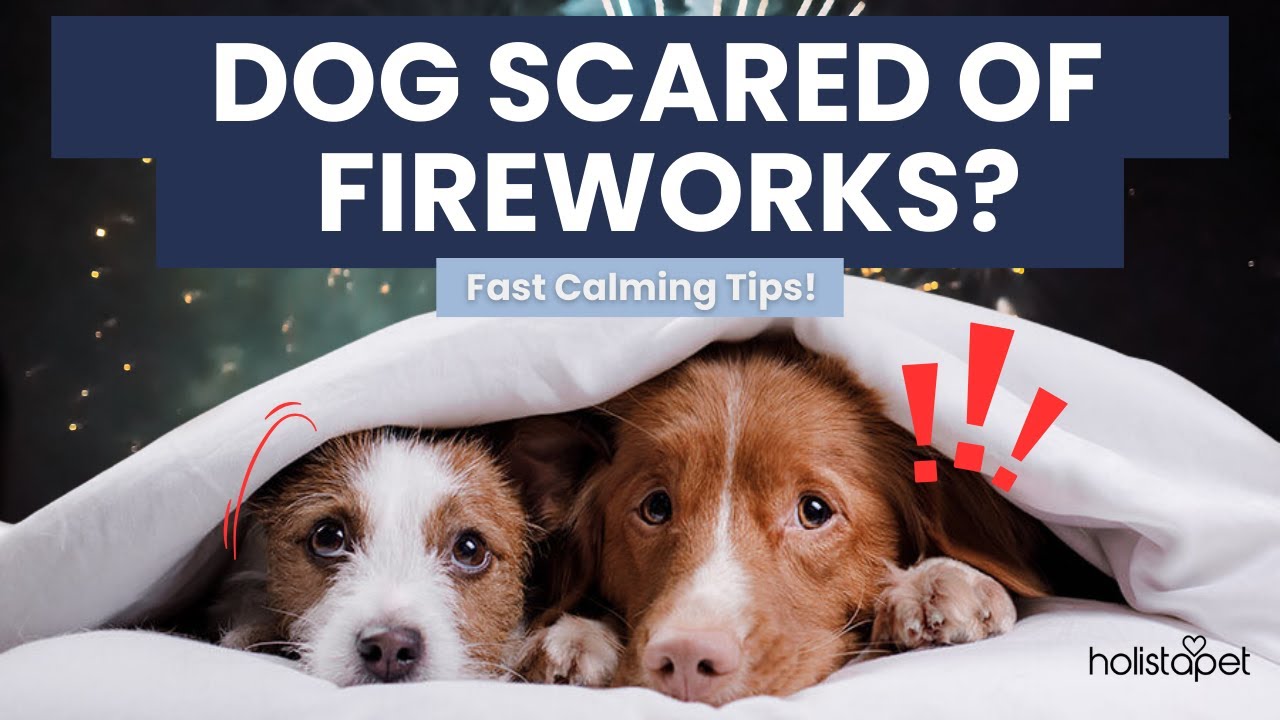 5 Fast Ways to Calm a Dog During a Fireworks