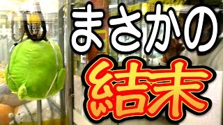 奇跡のラスト！！世界一のゲームセンターでUFOキャッチャー対決！