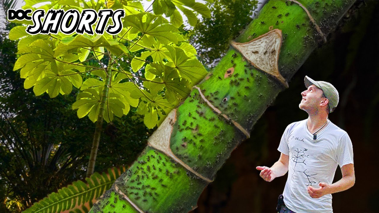 DOC SHORTS | Folge 38 - Ameisenbäume: Cecropia peltata