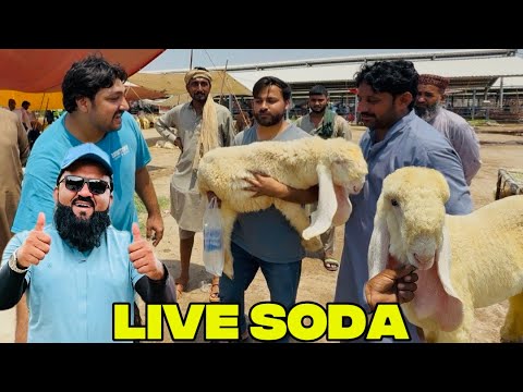 Live Soda Done 2027 Kajla Kids | shock Bohot￼ mhanga Ho￼ Gaya | Lahori Shauk | Shapur Kanjra Lahore
