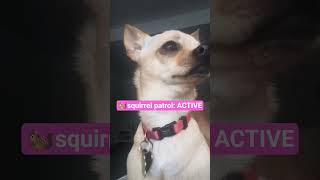 Download Lagu Tiny Dog. Serious Job. 🚫🐿️🩷 MP3