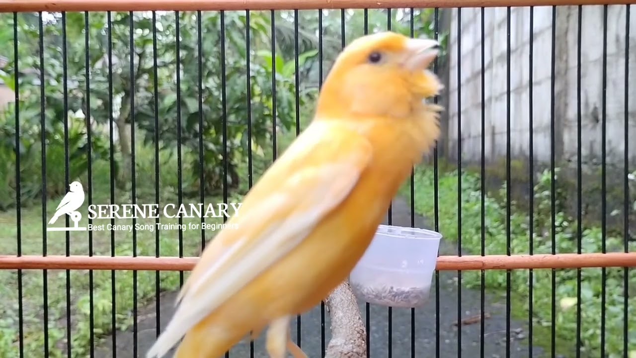 Стимулятор пения: Заставьте молчащих птиц петь мгновенно! 🔥⚡