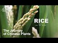 【ENG SUB】The Journey of Chinese Plants RICE | 1080P | 影响世界的中国植物 水稻