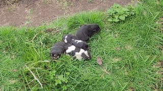 Бездомная Мама-Собака И 6 Крошечных Щенков В Лесу, Идет Холодный Дождь, И Их Нечем Защитить