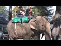 Beulah the elephant