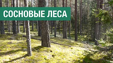 Как живут сосновые леса и как с ними обращаться (второе издание)