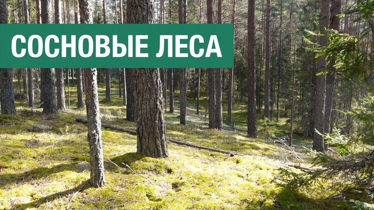 Как живут сосновые леса и как с ними обращаться (второе издание) - YouTube