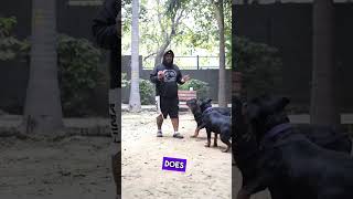 Difference between Male & Female Rottweiler. Practical Of What I Experienced.