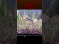 [Sunset ASMR] Fall asleep with the sunset function in 5 minutes, mini hair grass #shorts