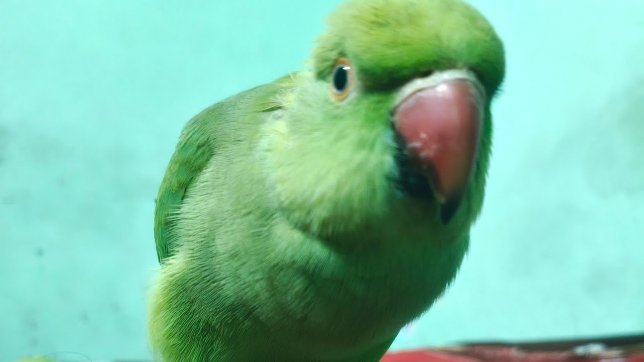 quti parrot family  is live🦜 welcome friends to my live stream 🙏