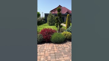 Яскрава клумба по сусідству з газоном