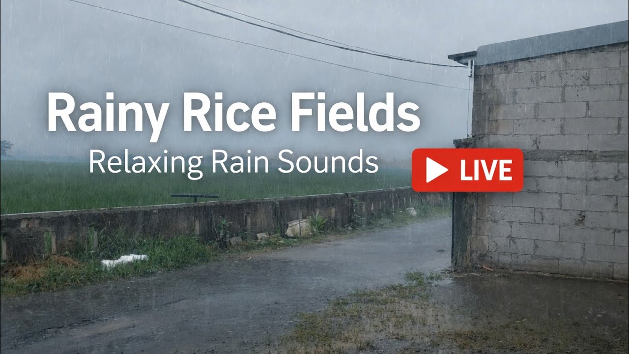 rain in the rice fields in the afternoon | relieve stress