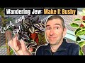 WANDERING JEW: TRAILING OR BUSHY? (Quick tip!) PART 1 of 3