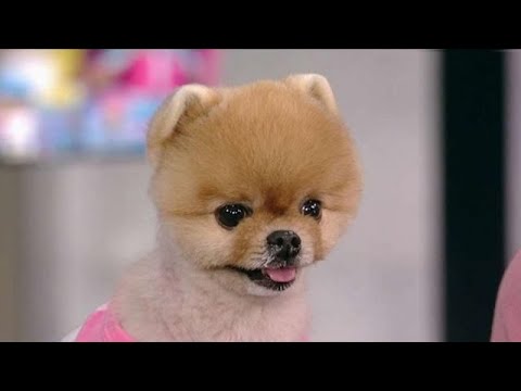 jiffpom breed