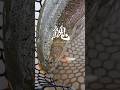 空から見るか、地上から見るか。イトウのトップウォーターヒットシーン。#fishing #エリアトラウト #troutfishing