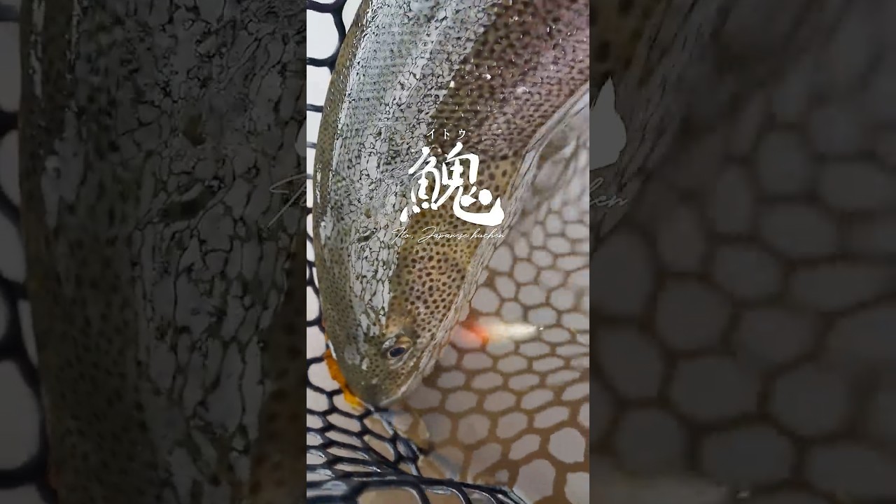 空から見るか、地上から見るか。イトウのトップウォーターヒットシーン。#fishing #エリアトラウト #troutfishing