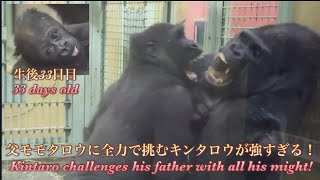 楽しそうに笑いながら、全力で父モモタロウと遊ぶキンタロウを今年最後に見れました！⭐️ゴリラGorilla【京都市動物園】
