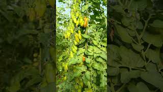 Sizce Çok Verimli Degilmi? Mükemmel Verimli Lezzetli Mini Plum.