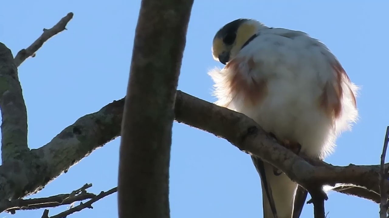 savannah pygmy falcon