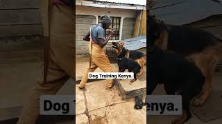 #short #kenya #trending #dogtrainingtips #germanshepherd #rottweiler