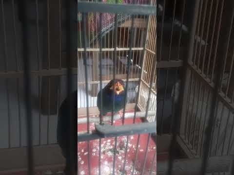 TENGKE BUTO LOLOAN BOS ISON