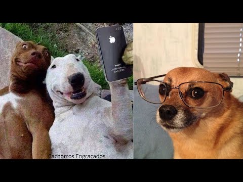 funnyvideos #cachorrosengraçados #cachorro #engracado #pet #tentenãor