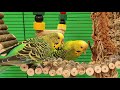 Budgies party sounds for lonely birds | Play this video on loop while away | Video for cats to watch