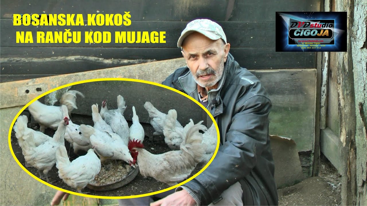 - BOSANSKA KOKOS NA RANCU KOD MUJAGE SELMANA SANICA 2021 Bosnian chicken