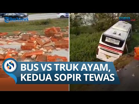 ADU BANTENG Bus Primajasa Tabrak Truk Pengangkut Ayam di Tol Cipali, 2 Tewas, Belasan Penumpang Luka