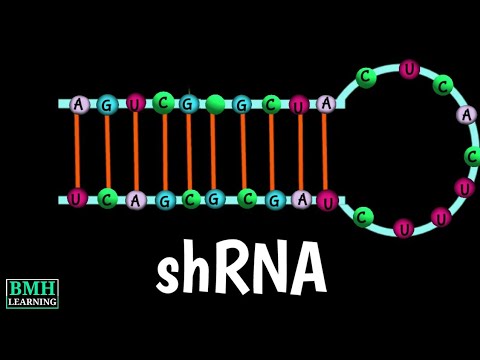 shRNA | Short Hairpin RNA | Small Hairpin RNA | - YouTube