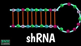 shRNA | Short Hairpin RNA | Small Hairpin RNA |
