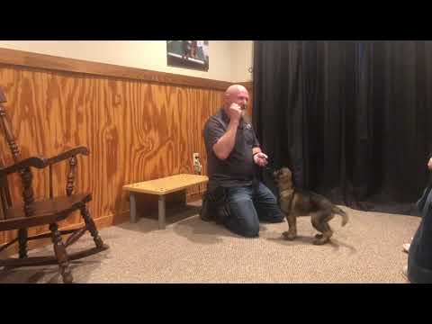 bristol-von-prufenpuden-9-wks-early-puppy-training-from-protection-dog-sales