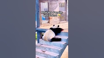 How Are Pandas Not Extinct 😭