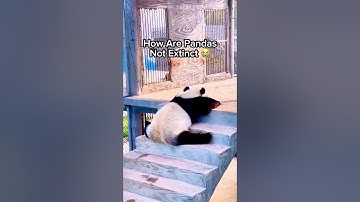 How Are Pandas Not Extinct 😭