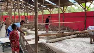 Kandang Bebek P Dodo ditabur #Sekam + #Kapur #Dolomit agar #KERING & TIDAK #BAU