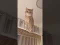 You Won't Believe Where My Cats Are Hanging Out #pets #cat #cute