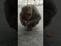 jai hanuman 🙏🚩#monkey #viral #viralvideo #shortvideo #shorts #trending #youtubeshorts #funny #love