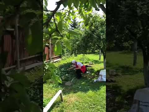 Уход за клубникой