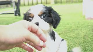 Meet Gari & Lari | Cavalier King Charles Spaniel Puppies