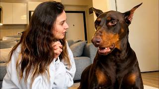 Camera Caught What This 90lb Doberman Does Every Time His Owner Leaves—Nobody Expected This