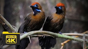 FLUFFY-BACKED TIT-BABBLER CALL | BIRDS OF BORNEO | YCLEE PHOTOGRAPHY