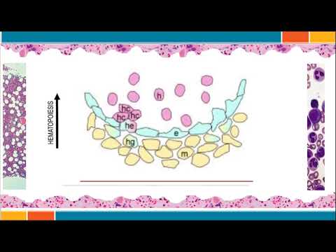 Vídeo: On es produeix l'hemopoiesi mieloide en adults?