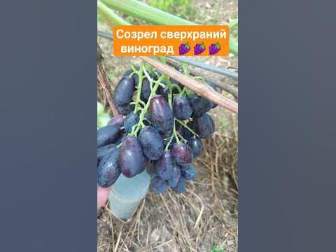 Кушаем сверхраний виноград 🍇🍇🍇 #виноград #виноградник #гроздь # ...