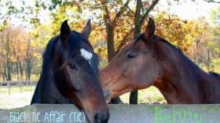 Best Farm Everrr - Showtime Stables