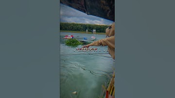 báo cá bè hồ trị An