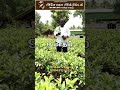 தைவான் பிங்க் கொய்யா – ருசியும் லாபமும் தரும் புதுமை வகை Tips#agriculture  #trending #farming