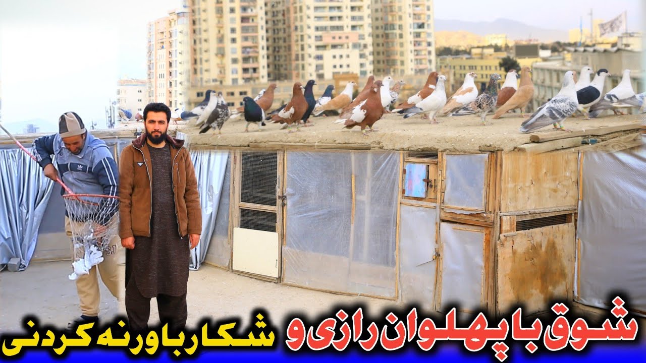 شوقی مشهور ده افغانان، پهلوان رازی و شکار باور نه کردنی | قصه های جالب و شنیدنی از شوق کفتر| 3 شکار 