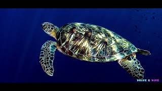 2025 Tauchen in Nord-Sulawesi – Bunaken, Bangka \u0026 Lembeh Strait | Indonesiens Unterwasserwelt!