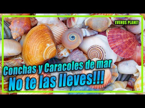 Video: Conchas marinas y conchas