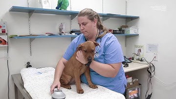 Microchipping dogs | Auckland Council